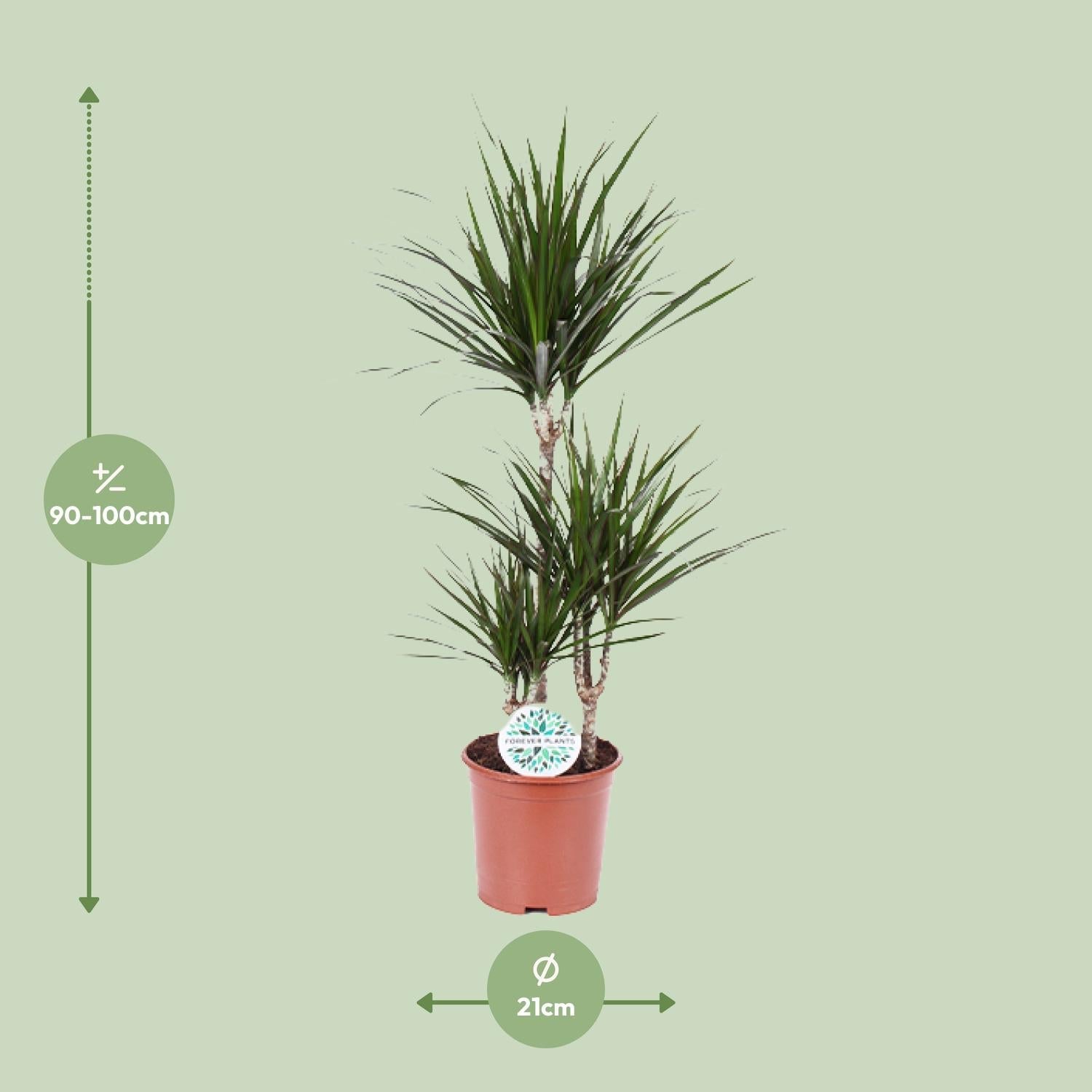 green-guardia-unsere-pflanzen-drachenbaum-55cm-zimmerpflanze-pflegeleicht image 7