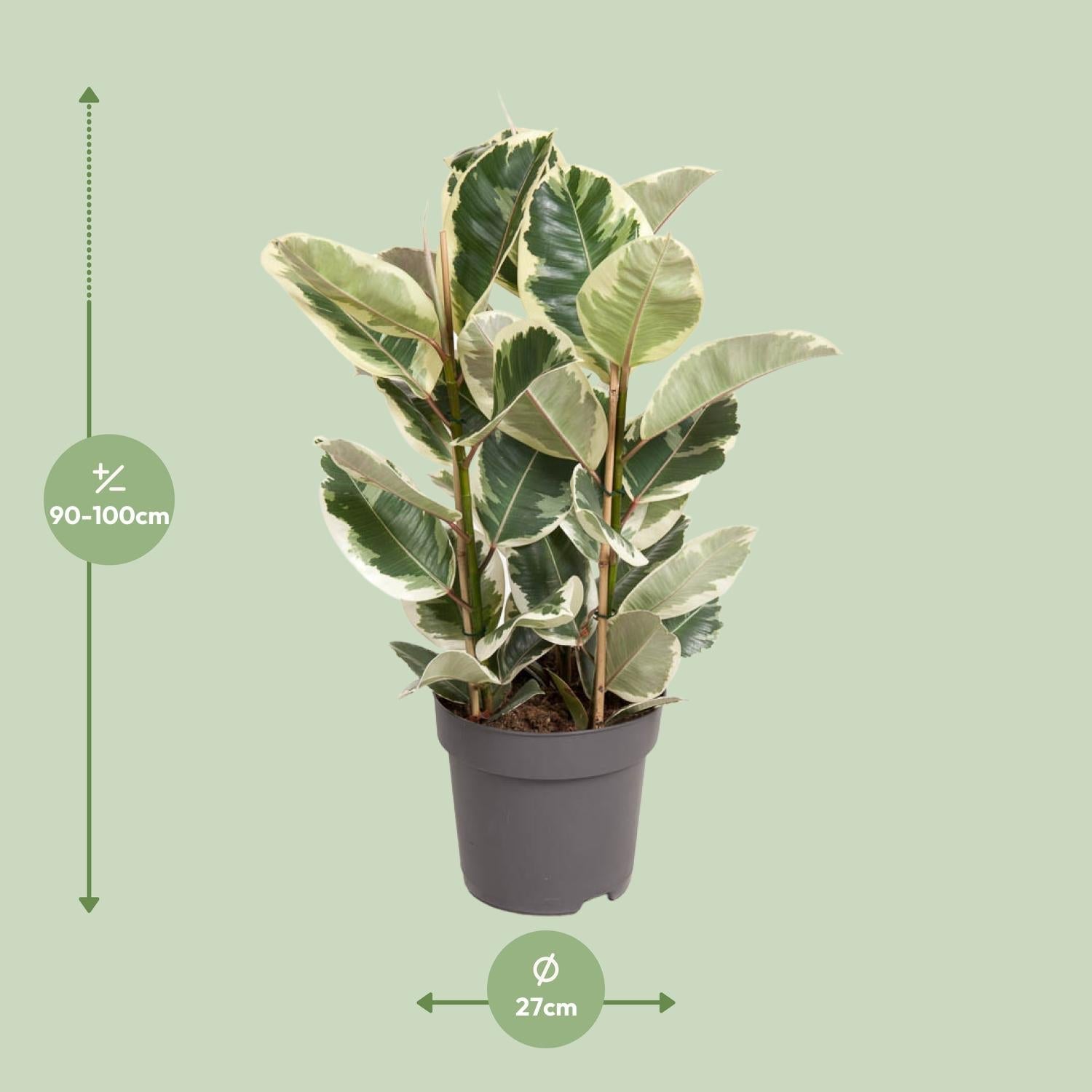 green-guardia-unsere-pflanzen-ficus-tineke-gummibaum-50cm-panaschiert image 4