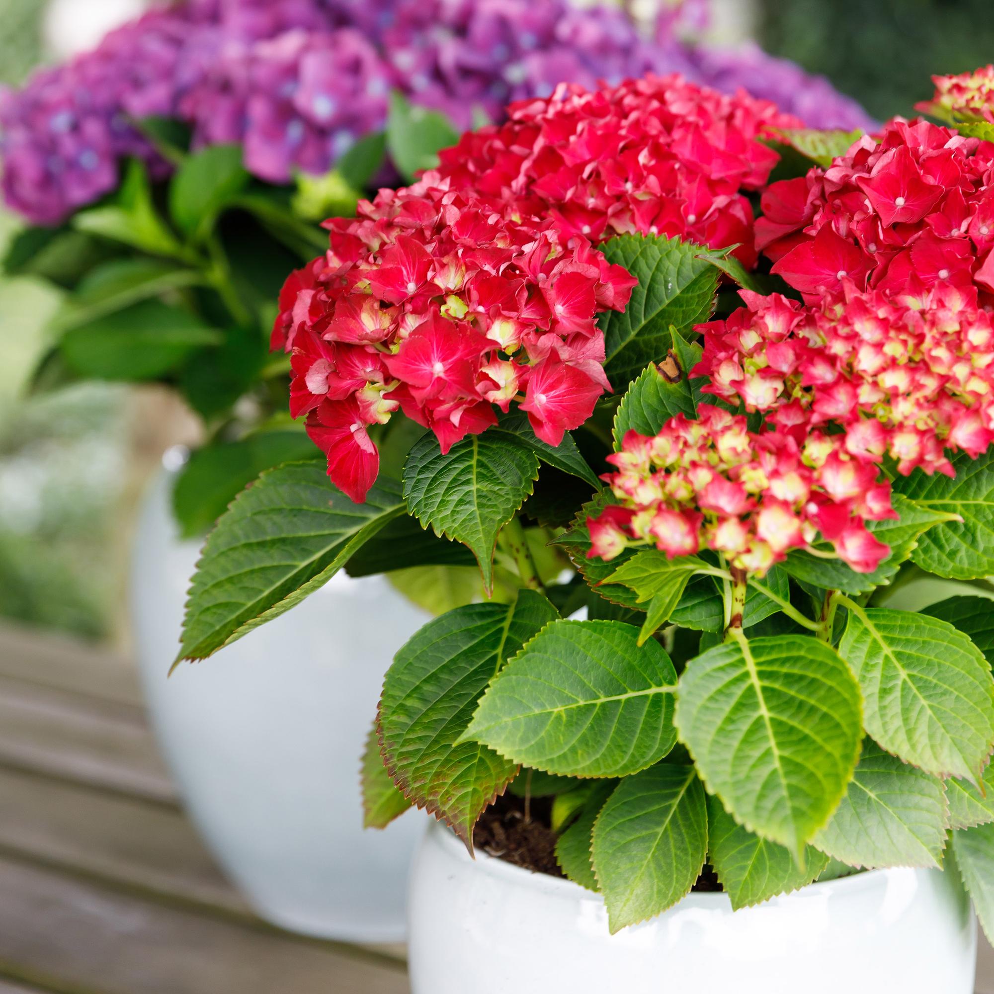 green-guardia-hortensie-forever-ever-rot-1-pflanze-23cm-topf image 4