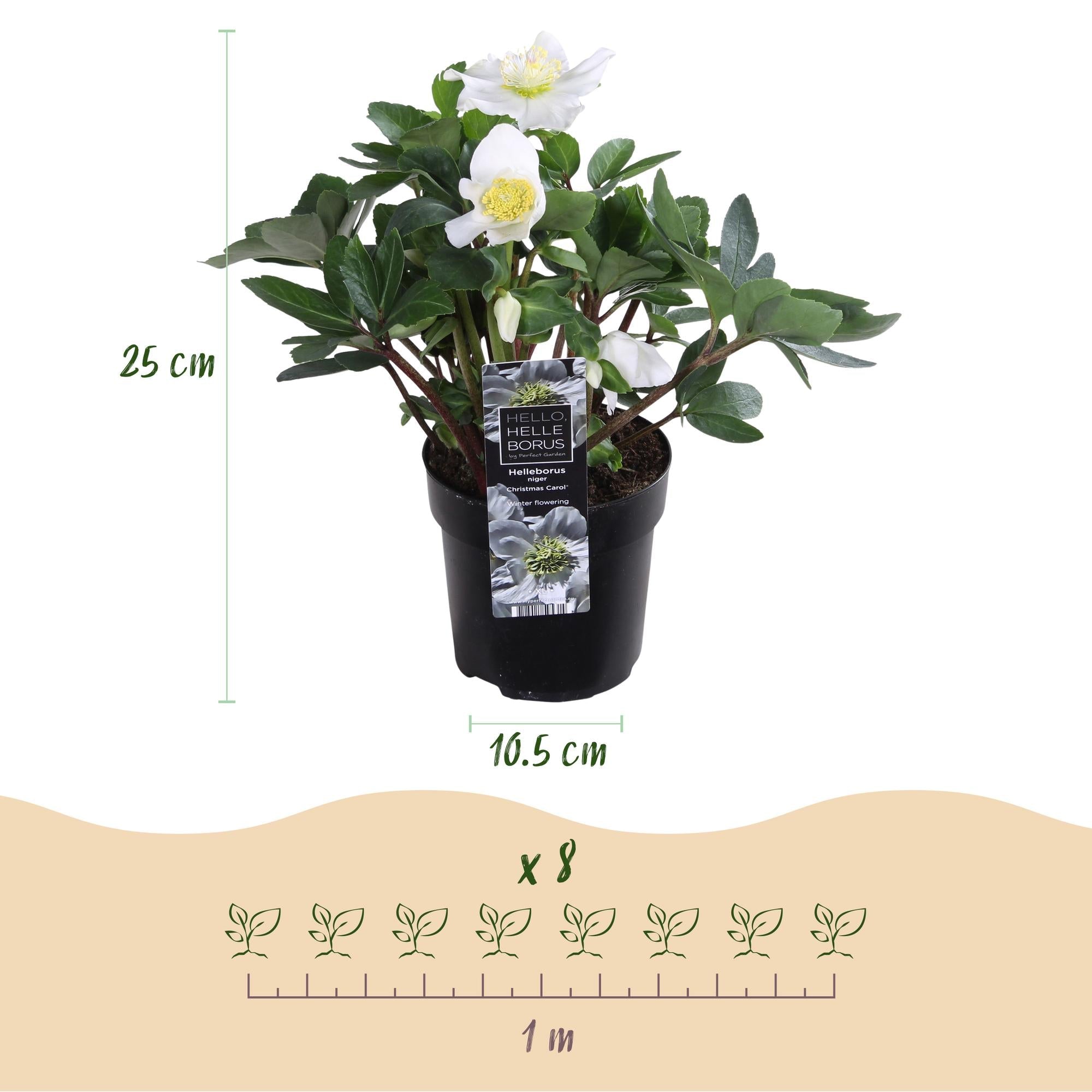 green-guardia-helleborus-christmas-carol-christrose-14cm image 2