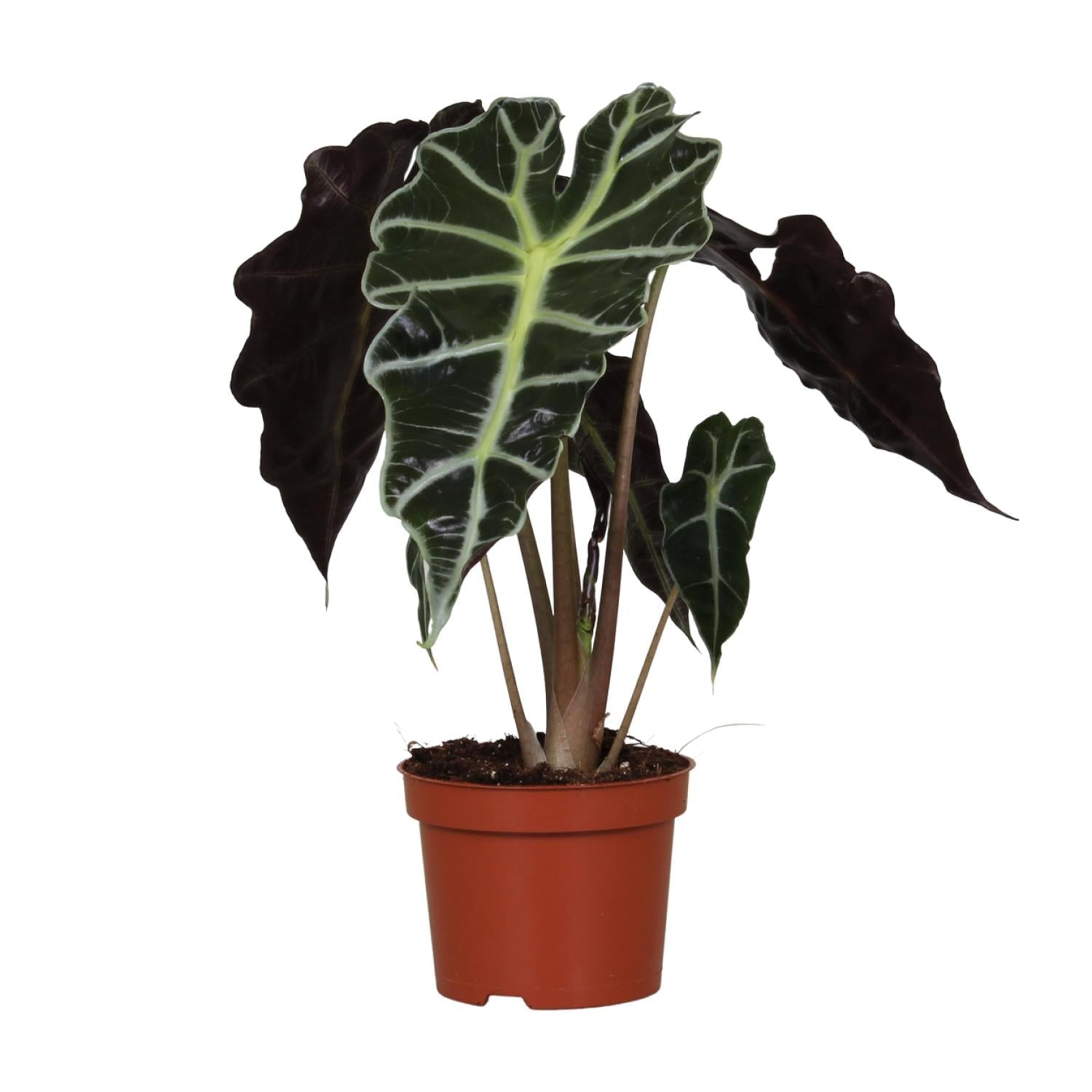 green-guardia-unsere-pflanzen-alocasia-polly-elefantenohr-12cm-topf image 1
