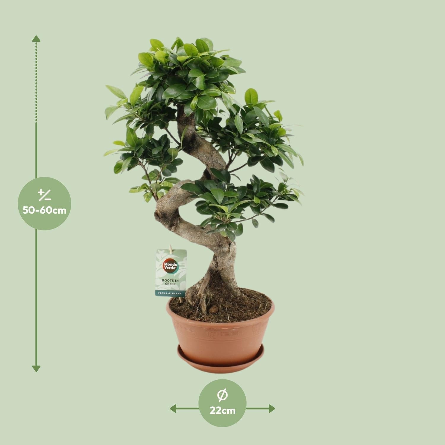 green-guardia-ficus-ginseng-bonsai-feige-70-cm-zimmerpflanze image 4