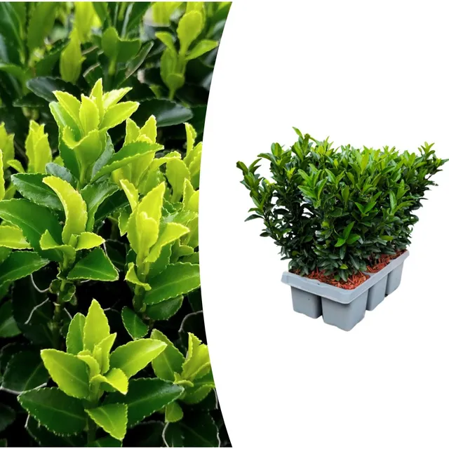 green-guardia-unsere-pflanzen-euonymus-green-spire-6er-pack-hecke image 1