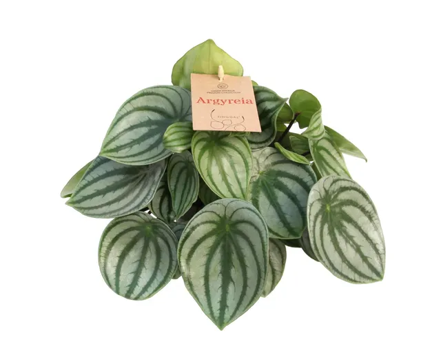 green-guardia-unsere-pflanzen-peperomia-argyreia-zimmerpflanze-14cm-topf image 1