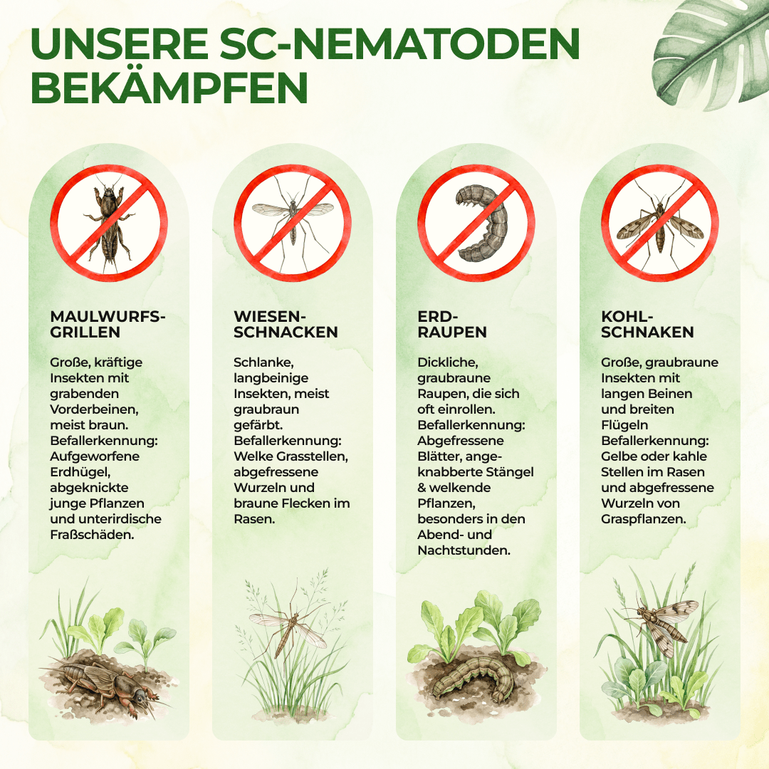 green-guardia-nematoden-eichenprozessionsspinner-5-mio-f-r-10-m-bio image 2
