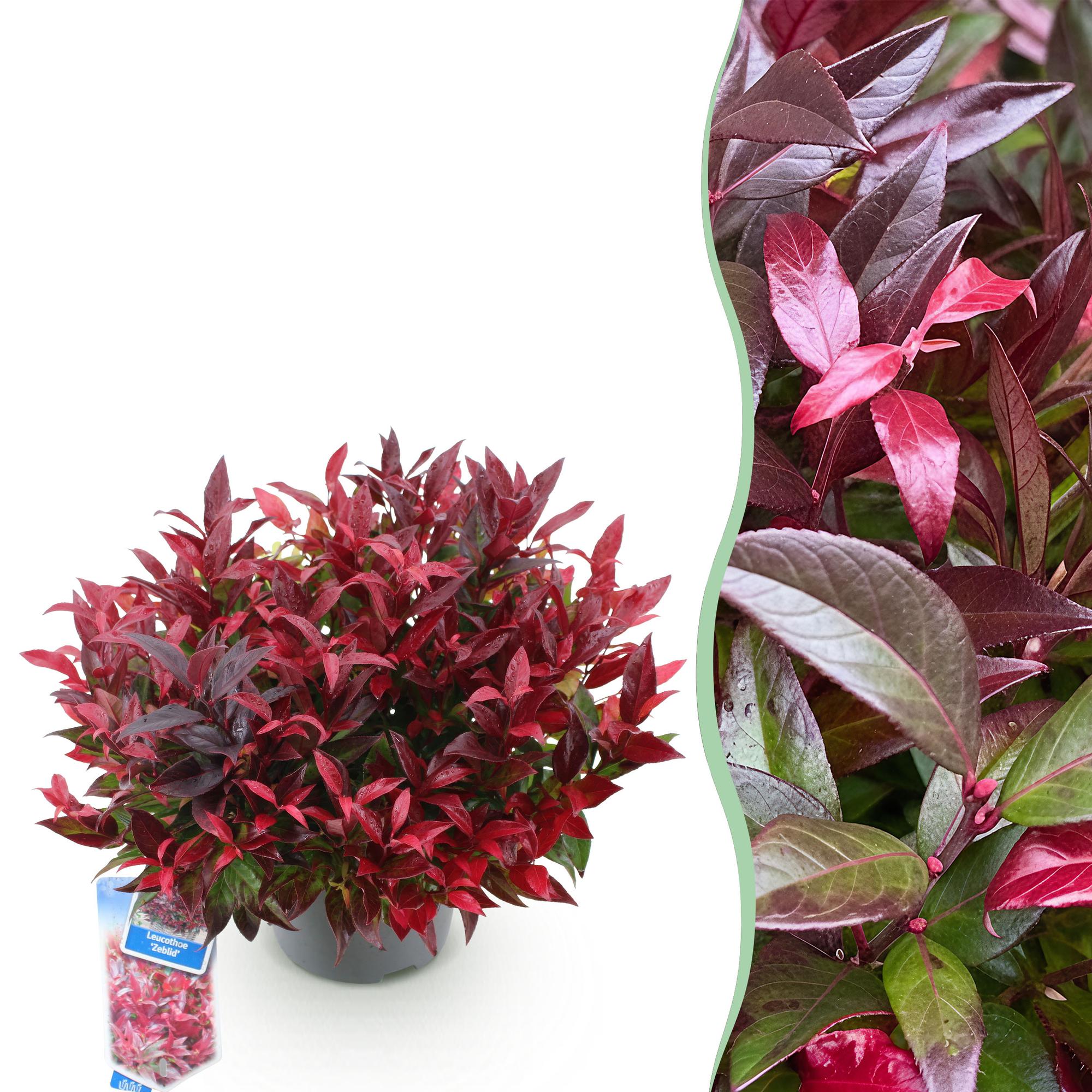 green-guardia-unsere-pflanzen-leucothoe-zeblid-strauch-rot-1x-pflanze image 1