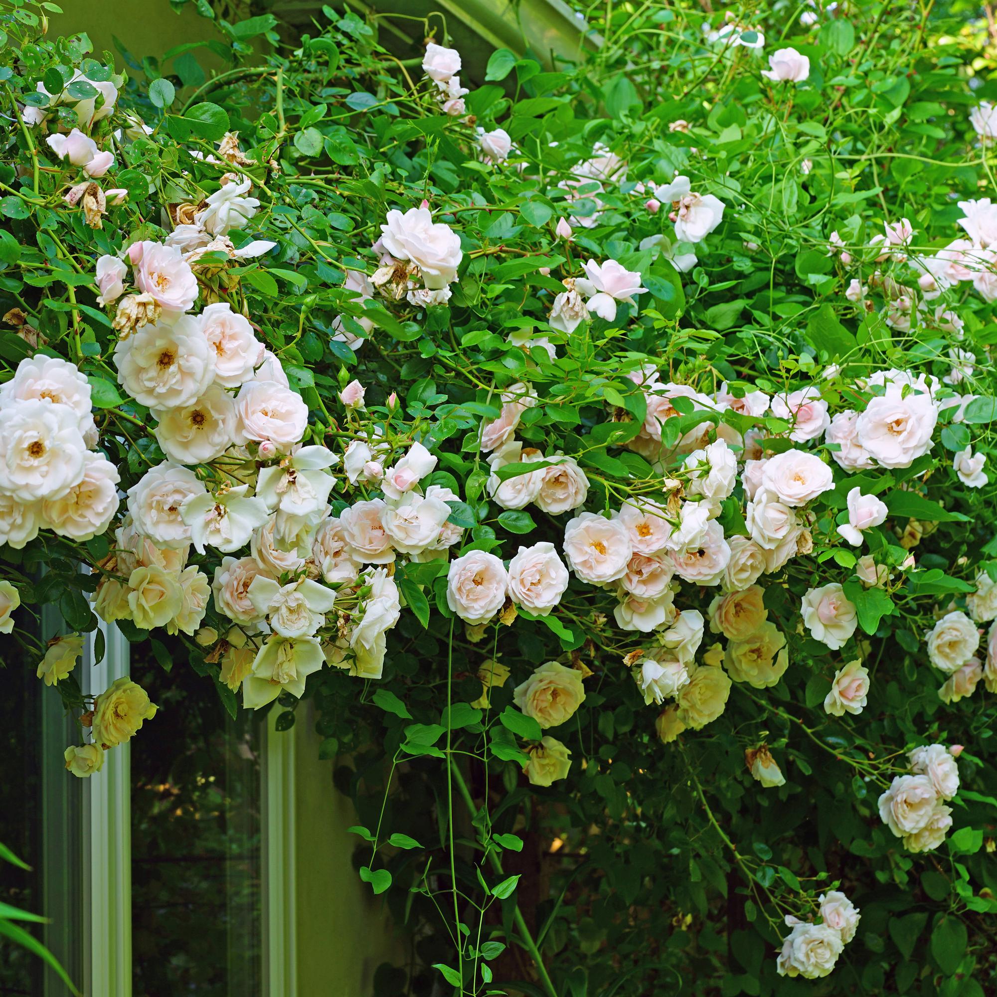 green-guardia-new-dawn-kletterrose-hellrosa-2-pflanzen-11-cm image 5