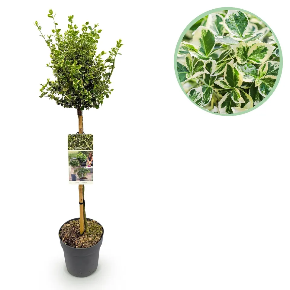 green-guardia-euonymus-emerald-gaiety-st-mmchen-90cm image 1