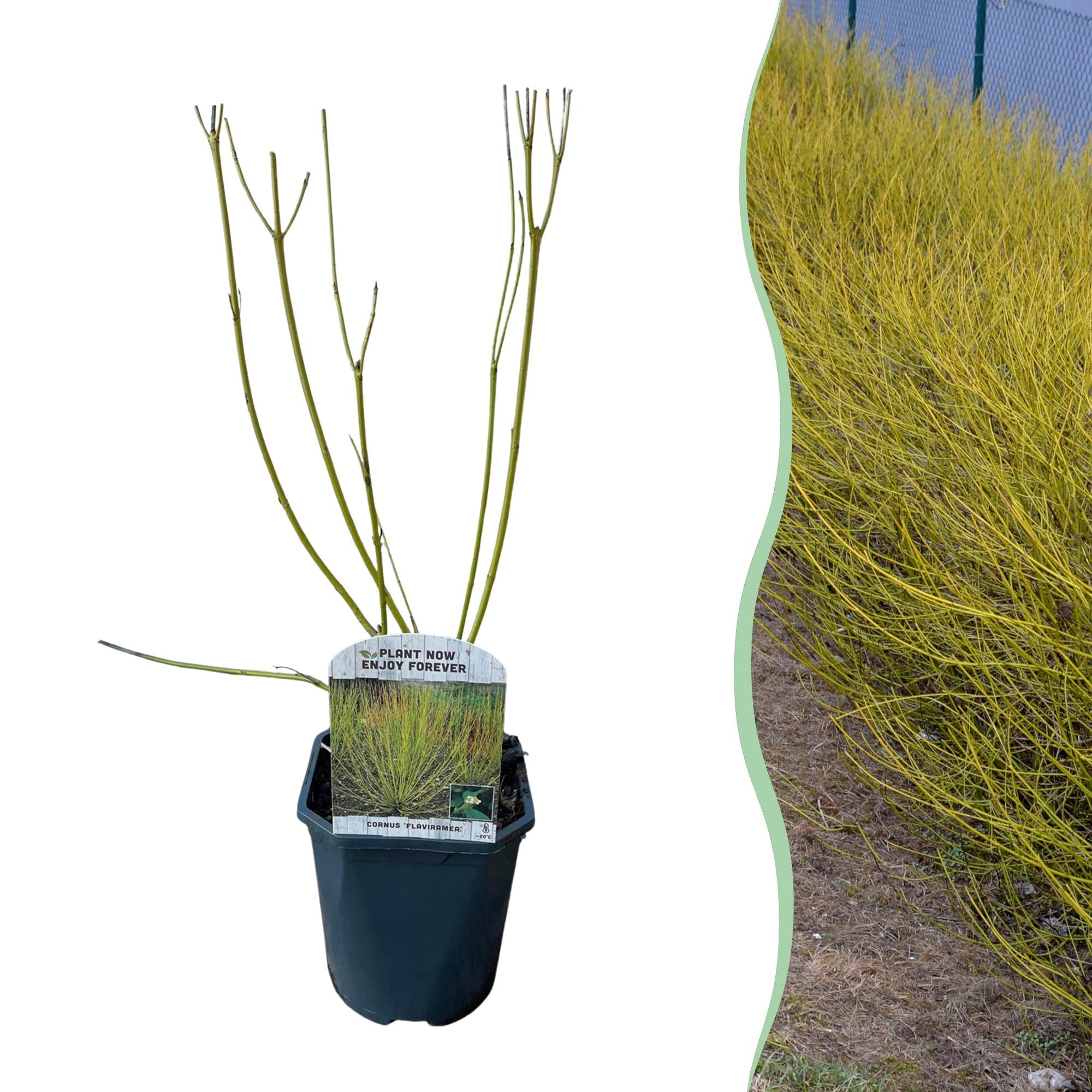green-guardia-cornus-alba-flaviramea-strauch-45-cm-topf image 1