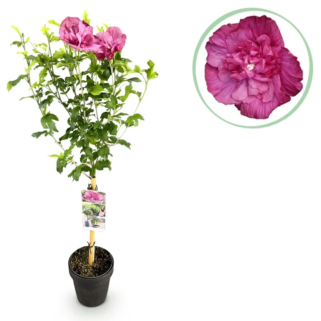 green-guardia-magenta-chiffon-hibiskus-stamm-90cm-19cm image 1