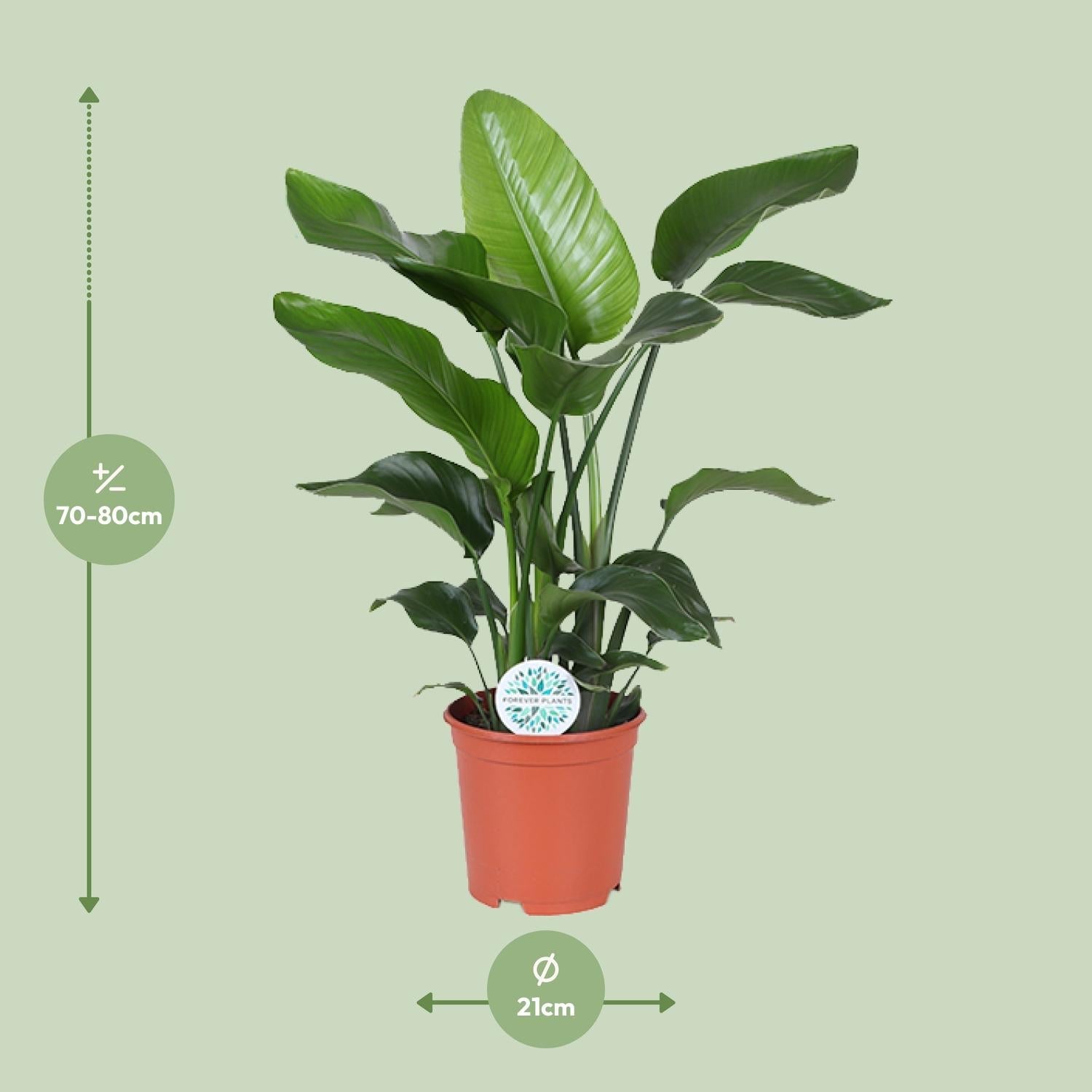 green-guardia-unsere-pflanzen-strelitzia-nicolai-90-cm-wei-e-bl-te-zimmerpflanze image 7