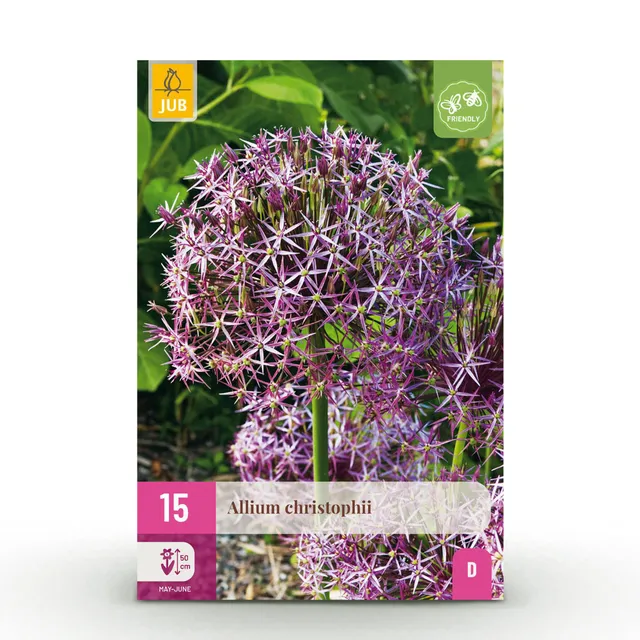 green-guardia-allium-christophii-blumenzwiebeln-lila-15-st-ck image 1