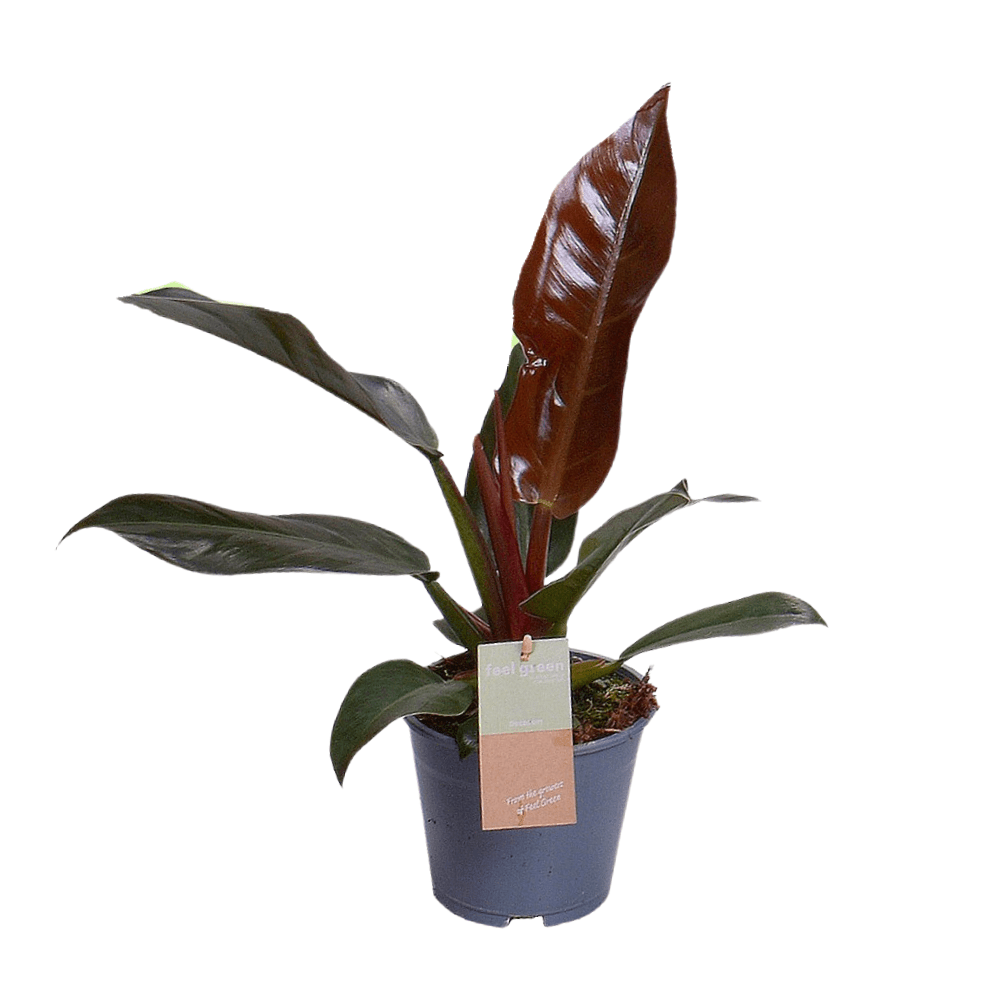 green-guardia-philodendron-imperial-red-baumfreund-14cm-35cm image 1