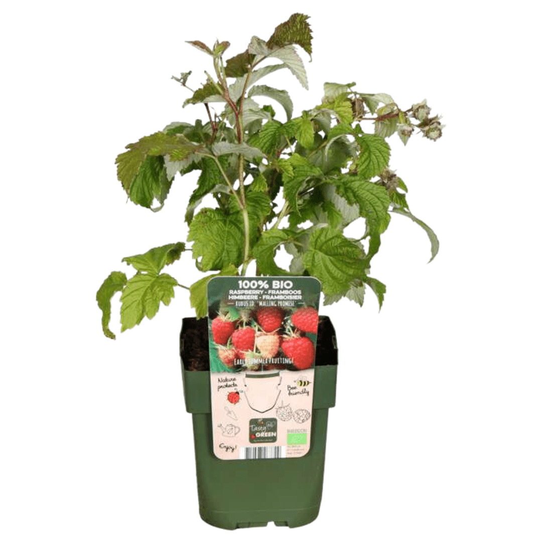 green-guardia-unsere-pflanzen-bio-himbeere-jungpflanze-3x-13-cm-topf-winterhart image 1