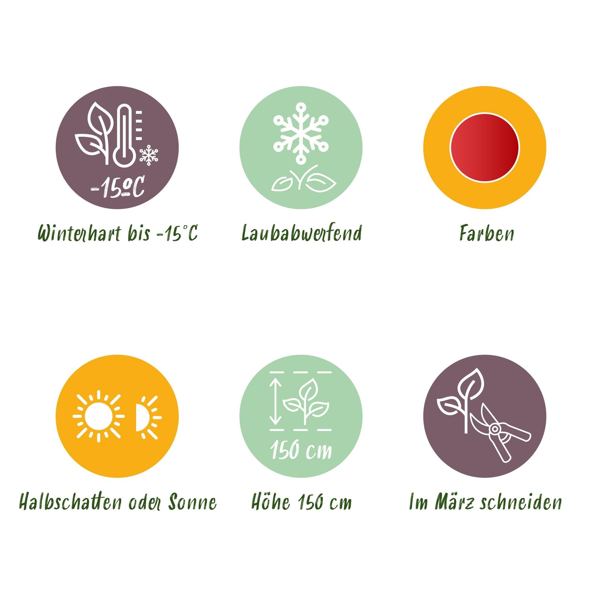 green-guardia-unsere-pflanzen-acer-shaina-ahorn-19-cm-topf image 3