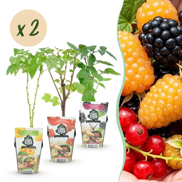 green-guardia-beerenmix-tricolour-obstpflanzen-6-pflanzen-9cm image 1