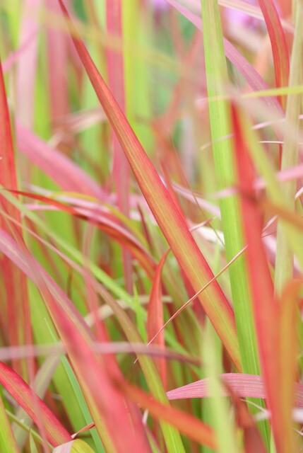 green-guardia-red-baron-blutgras-ziergras-9-cm-topf-rot image 5