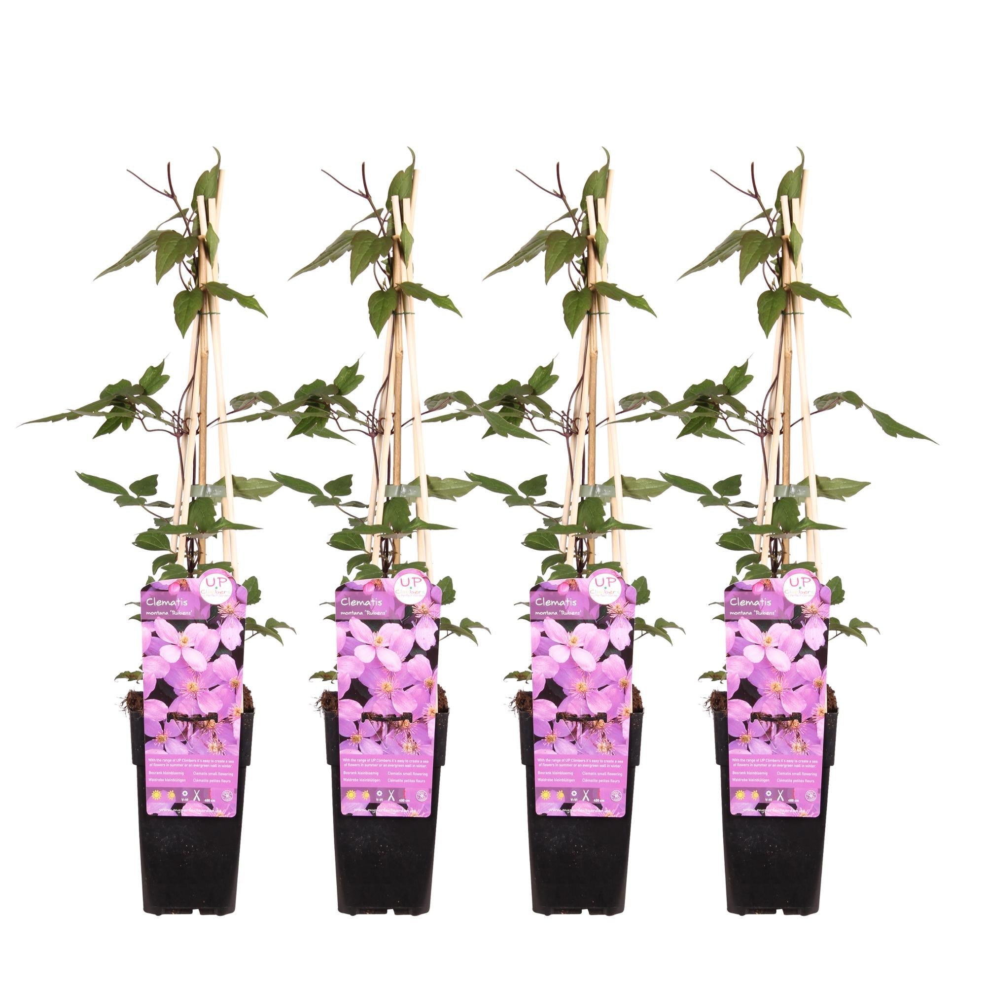 green-guardia-clematis-montana-rubens-kletterpflanze-3x-65cm-rosa image 2