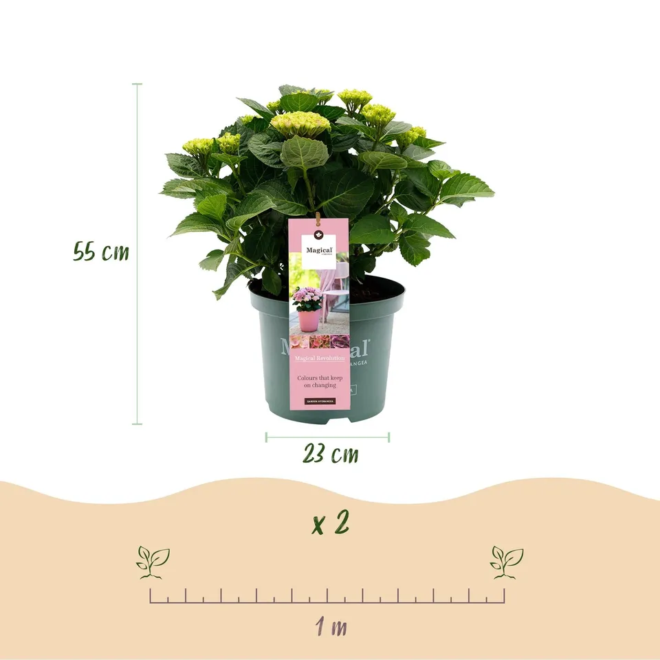 green-guardia-magical-revolution-hortensie-pink-55-cm image 1