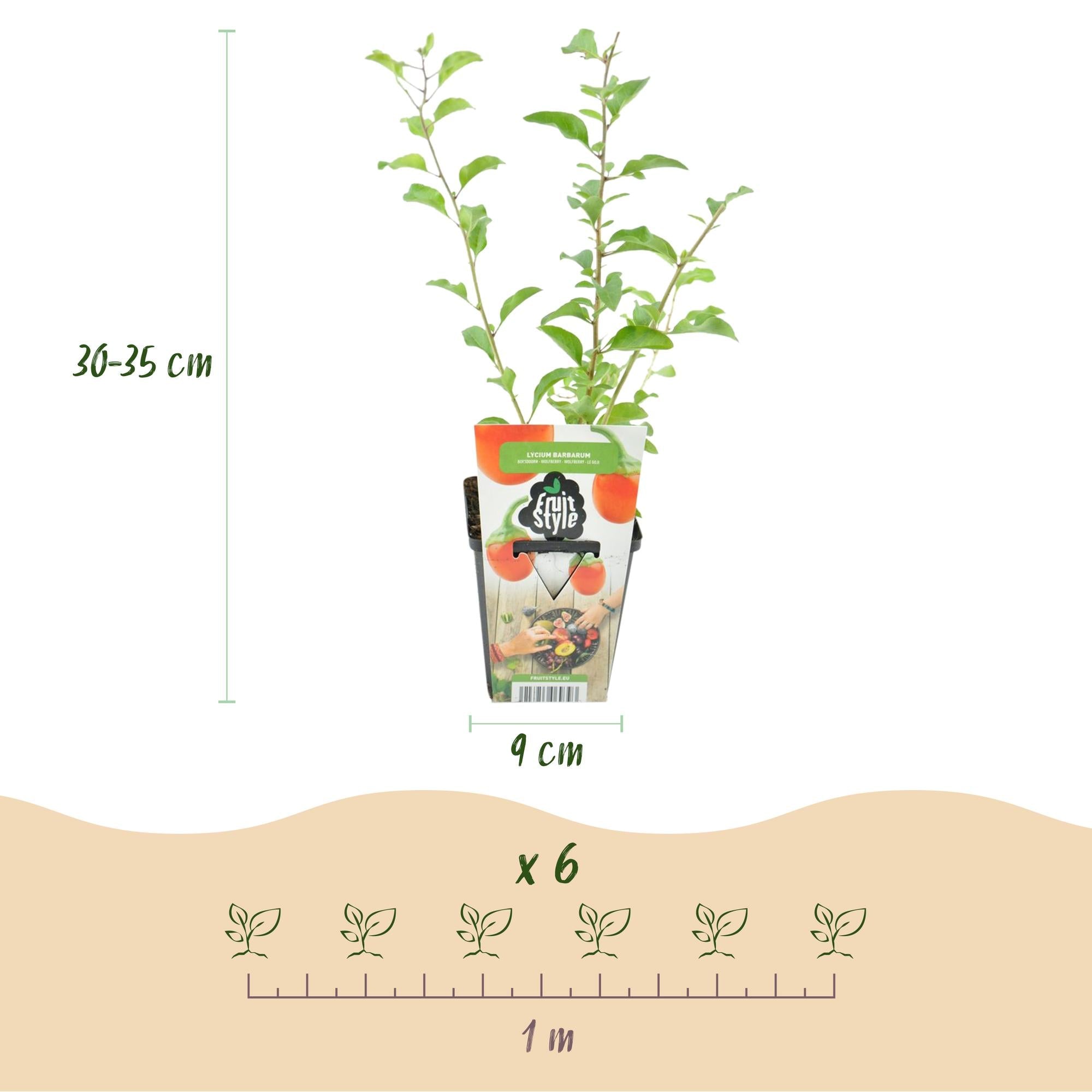 green-guardia-unsere-pflanzen-goji-beere-lycium-barbarum-pflanze-3-pflanzen-wint image 2