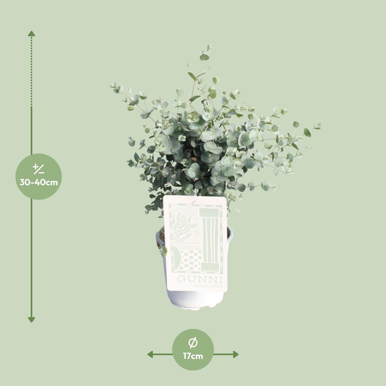 green-guardia-unsere-pflanzen-eukalyptus-gunnii-duftpflanze-35-cm image 3