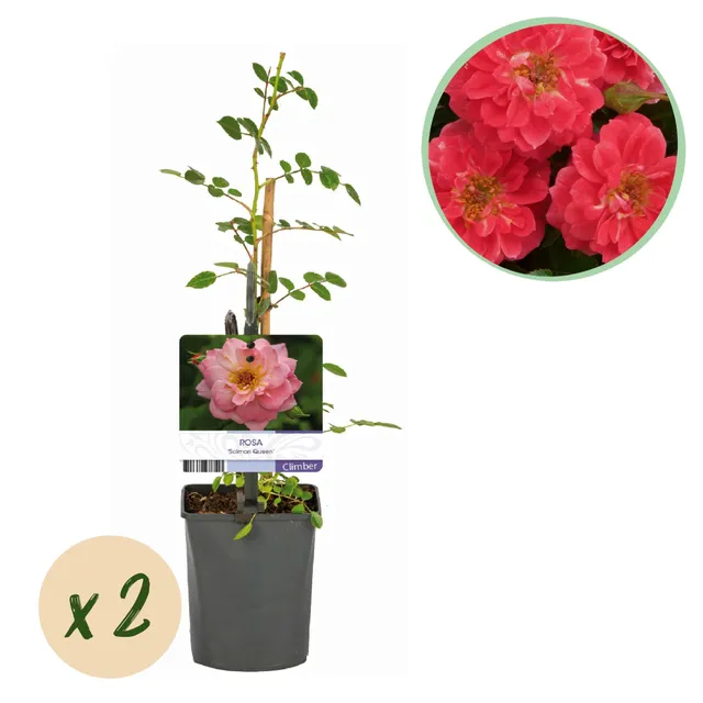 green-guardia-rosa-salmon-queen-kletterrose-lachsrosa-2-pflanzen image 1