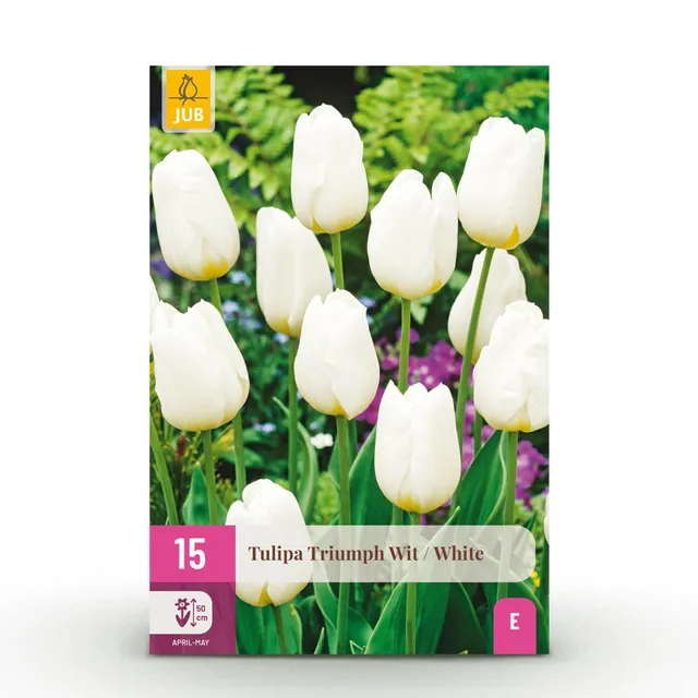 green-guardia-triumph-tulpe-white-blumenzwiebeln-wei-15-st-ck image 1