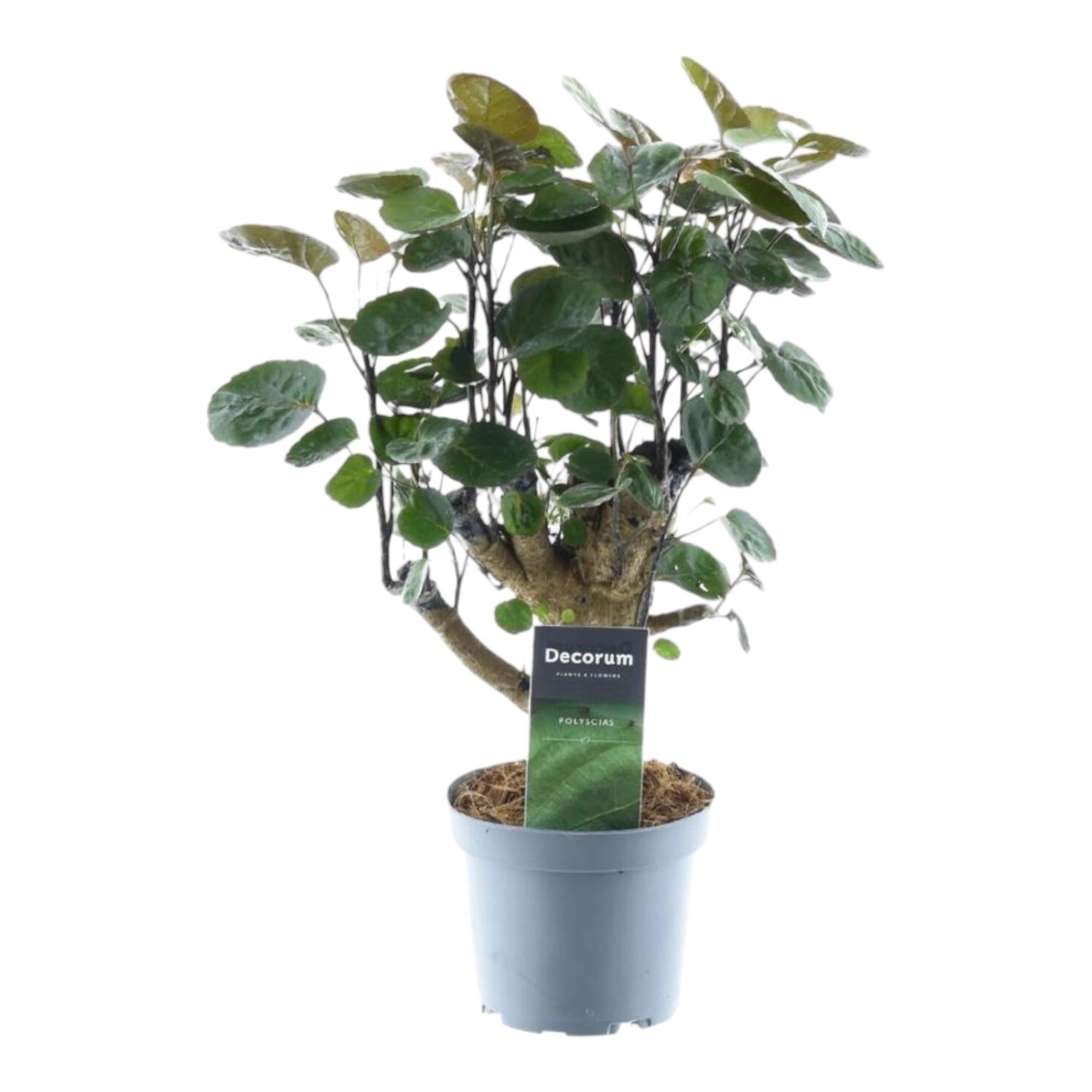 green-guardia-polyscias-fabian-aralienbaum-zimmerpflanze-45-cm image 1