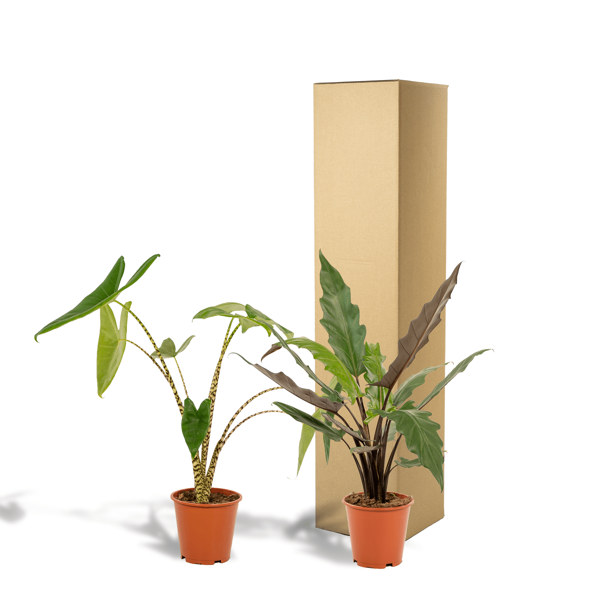 green-guardia-unsere-pflanzen-alocasia-elefantenohr-2x-75cm image 4