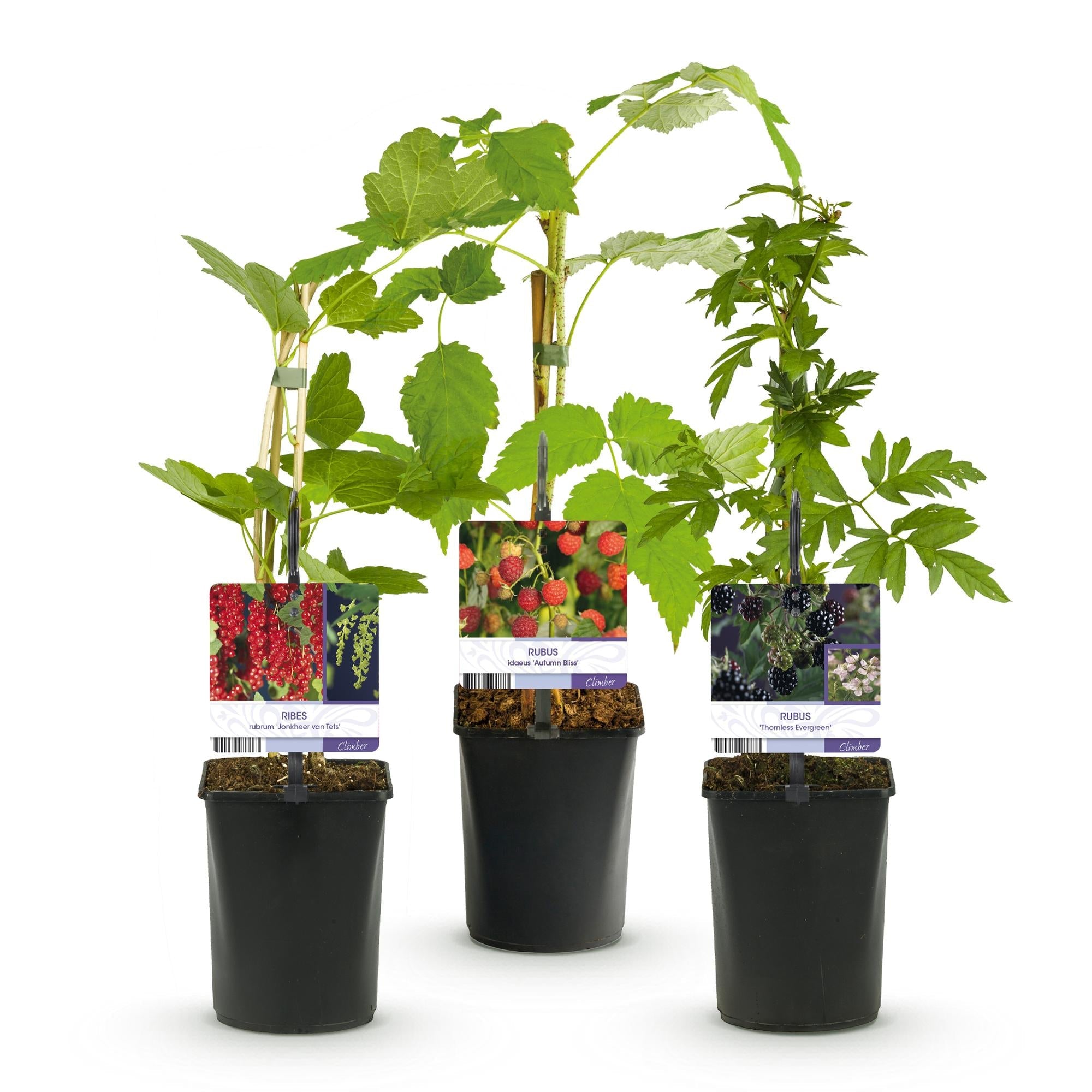 green-guardia-beerenpflanzen-mix-johannisbeere-himbeere-brombeere-3-pflanzen image 2