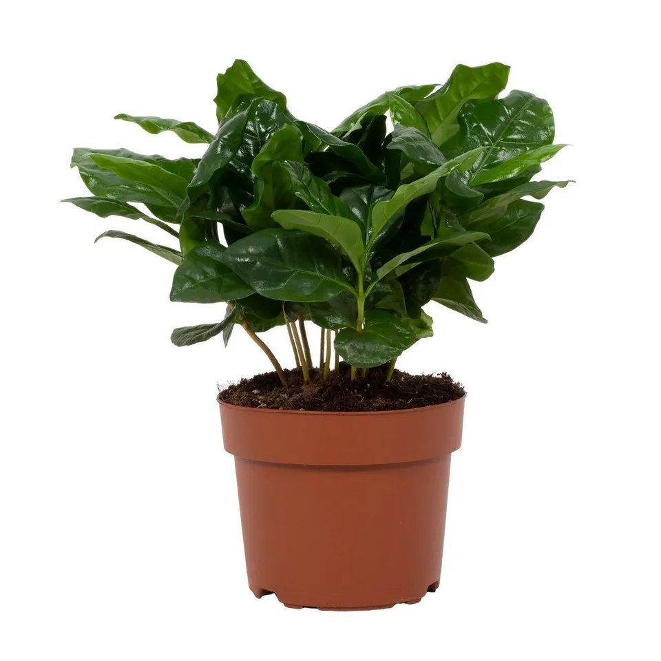 green-guardia-unsere-pflanzen-coffea-arabica-zimmerpflanze-12-cm image 1