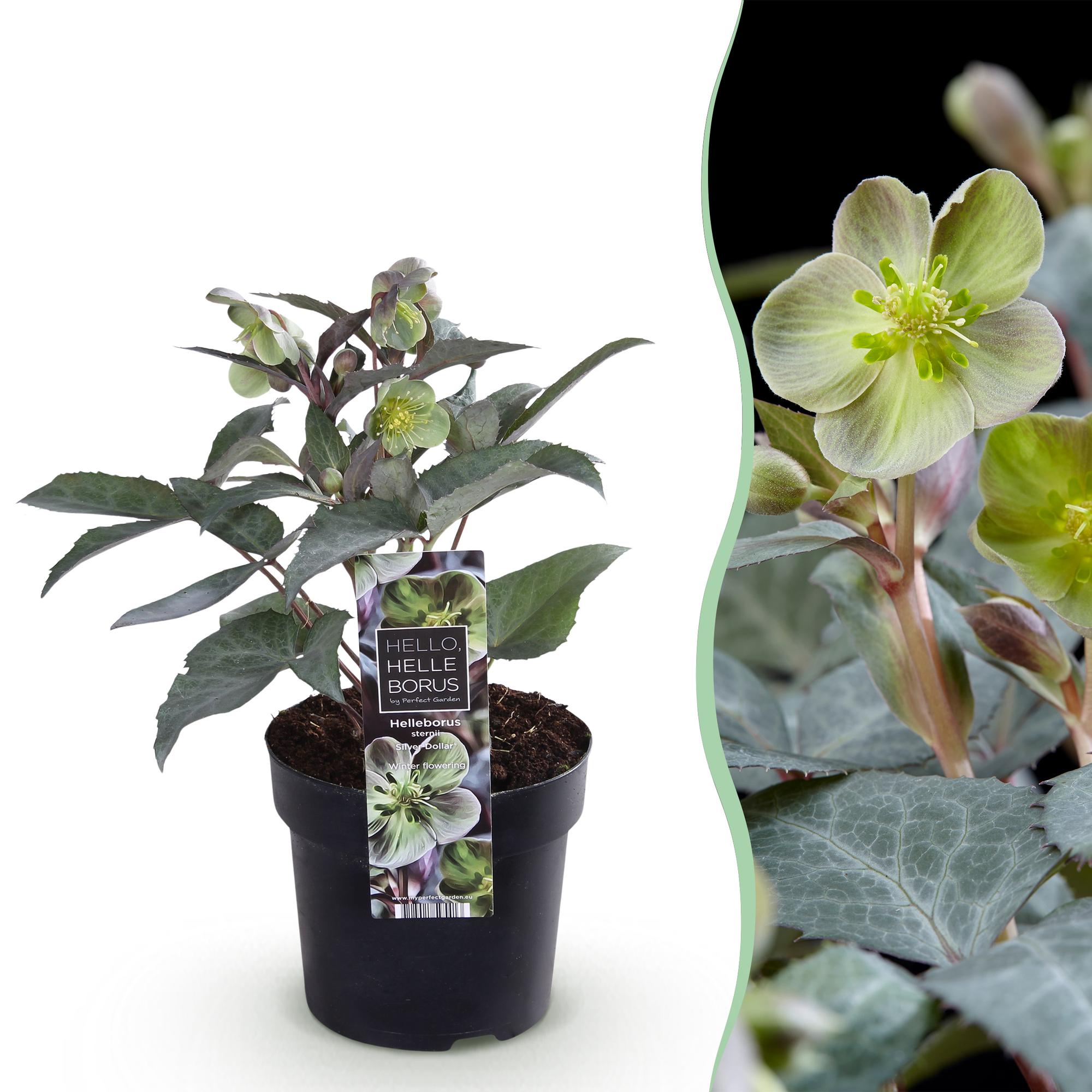 green-guardia-helleborus-sternii-silver-dollar-pflanze-1x-immergr-n image 1