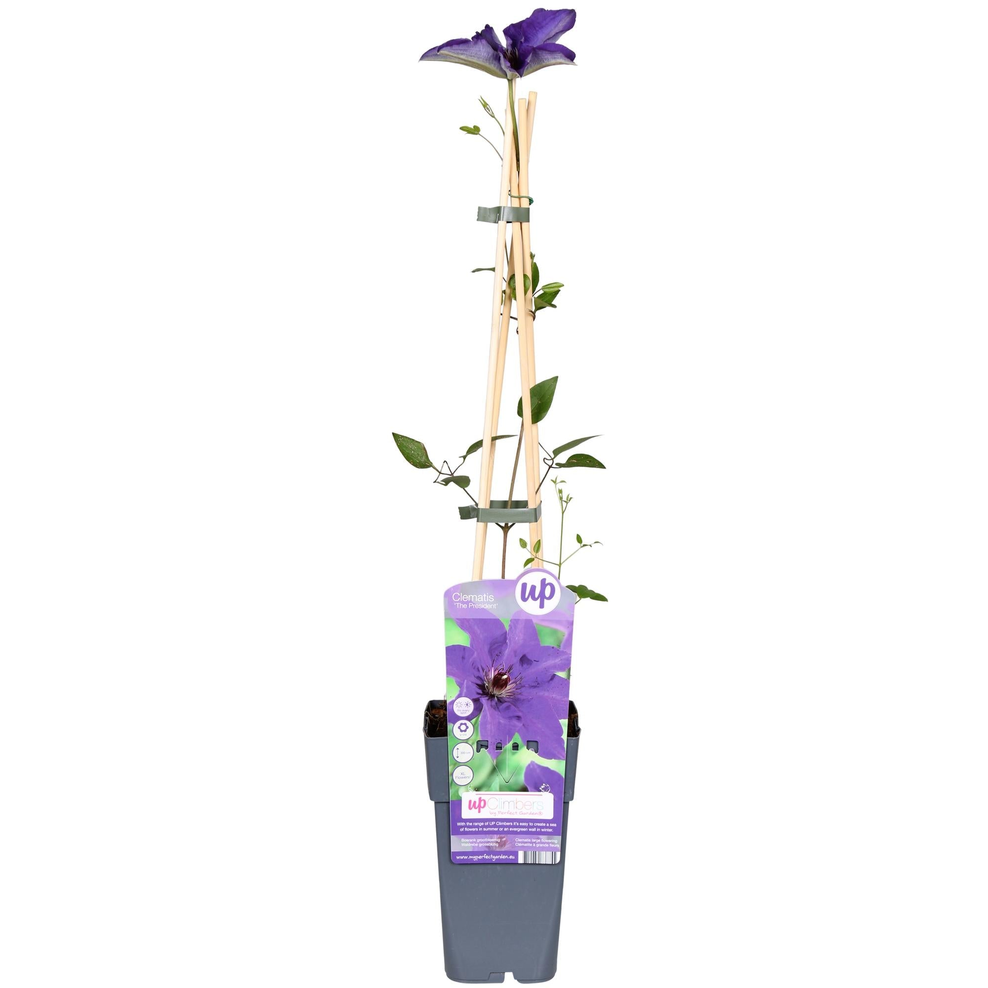 green-guardia-the-president-clematis-lila-15-cm-topf-65-cm image 1