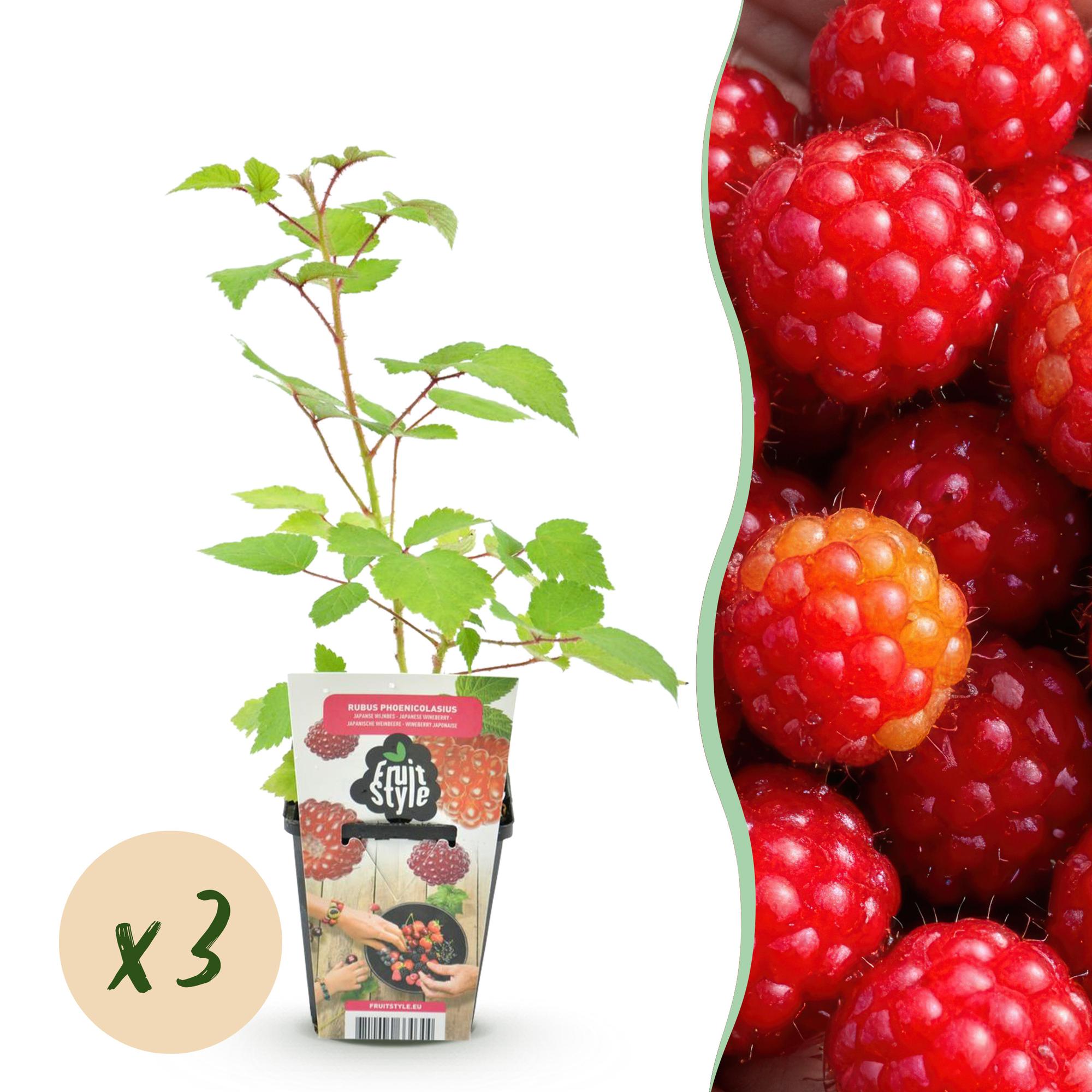 green-guardia-rubus-japanische-weinbeere-obstpflanze-rot-3-pflanzen-9-cm image 1