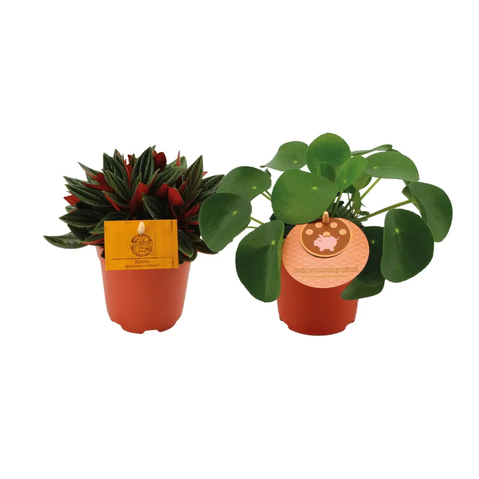 green-guardia-peperomia-duo-rosso-pilea-2-pflanzen image 1