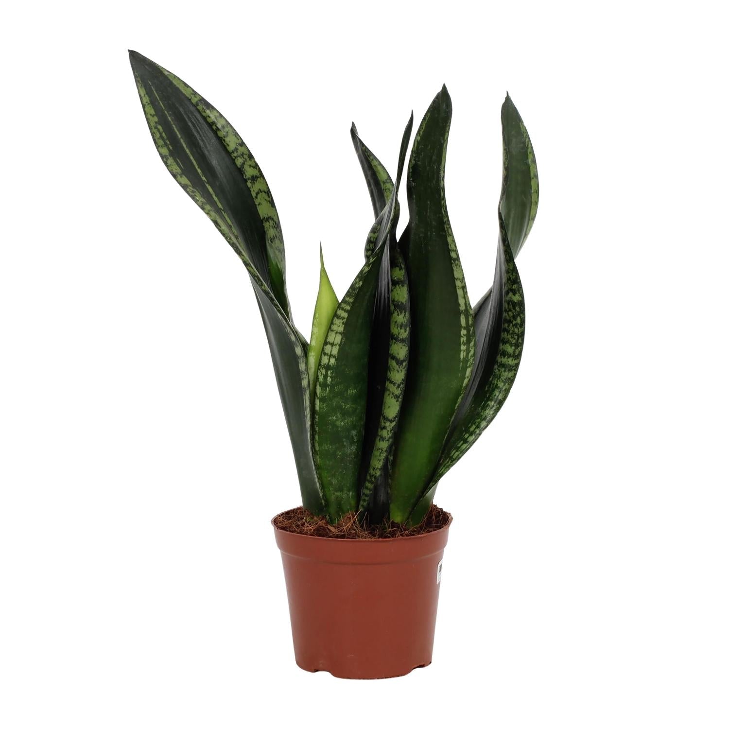 green-guardia-whitney-bogenhanf-zimmerpflanze-12cm-topf image 1