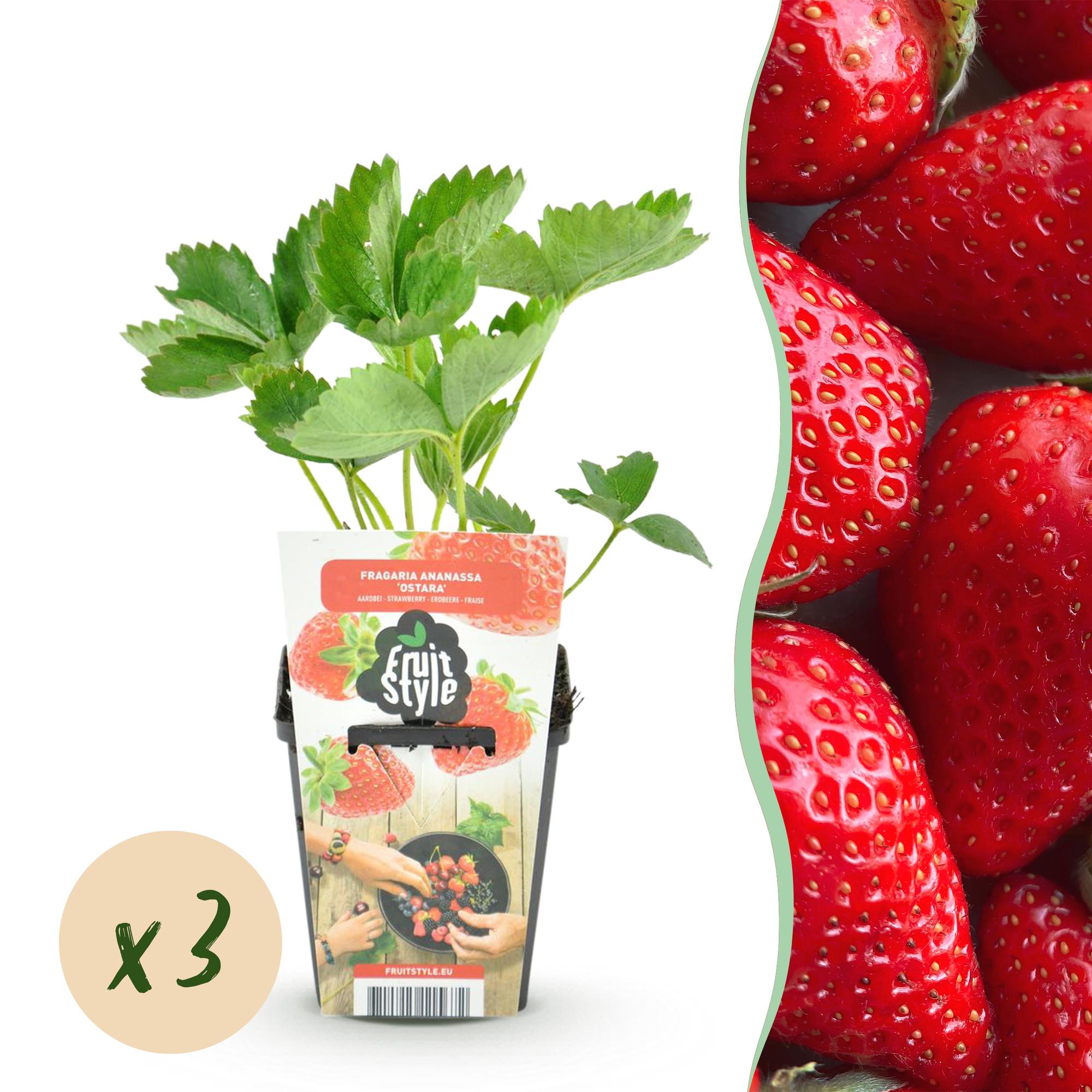 green-guardia-fragaria-elvira-erdbeerpflanze-3-pflanzen-9-cm image 1
