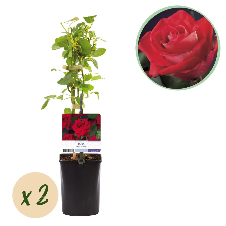 green-guardia-red-climber-kletterrose-rot-2-pflanzen-11-cm image 1