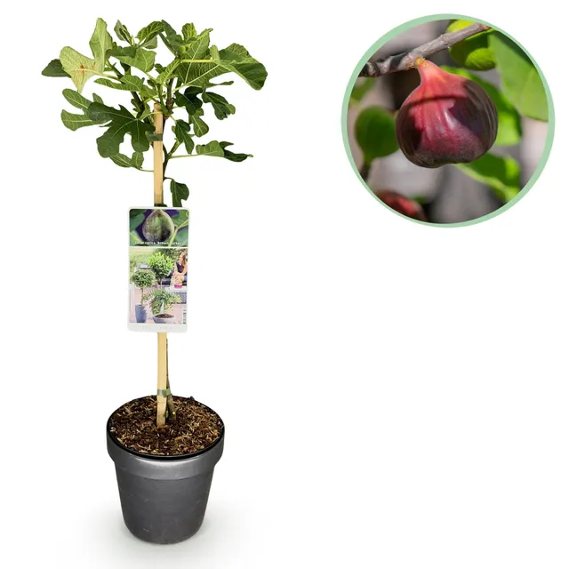 green-guardia-unsere-pflanzen-feigenbaum-brown-turkey-90cm-fruchtend image 1