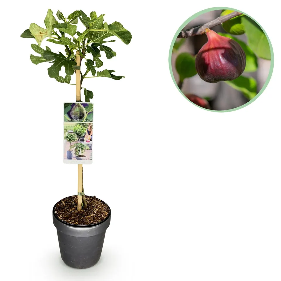 green-guardia-unsere-pflanzen-feigenbaum-brown-turkey-90cm-fruchtend image 1