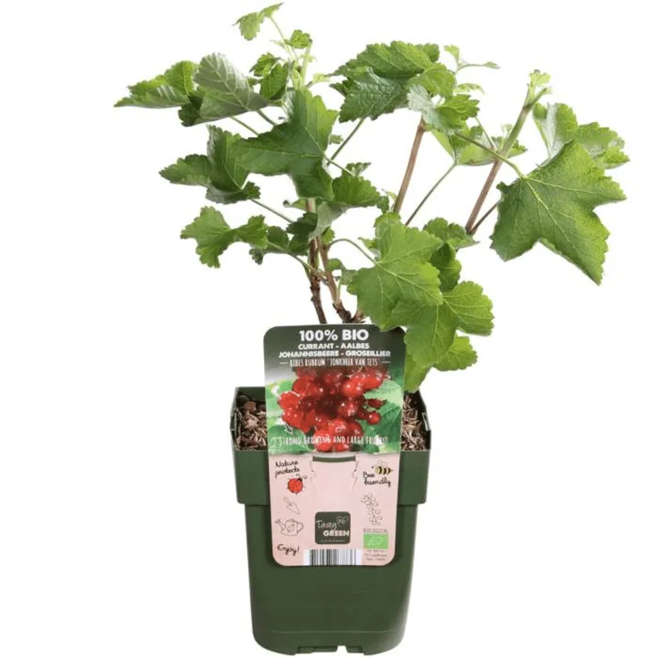 green-guardia-bio-stachelbeere-jungpflanze-3-pflanzen-13-cm image 1