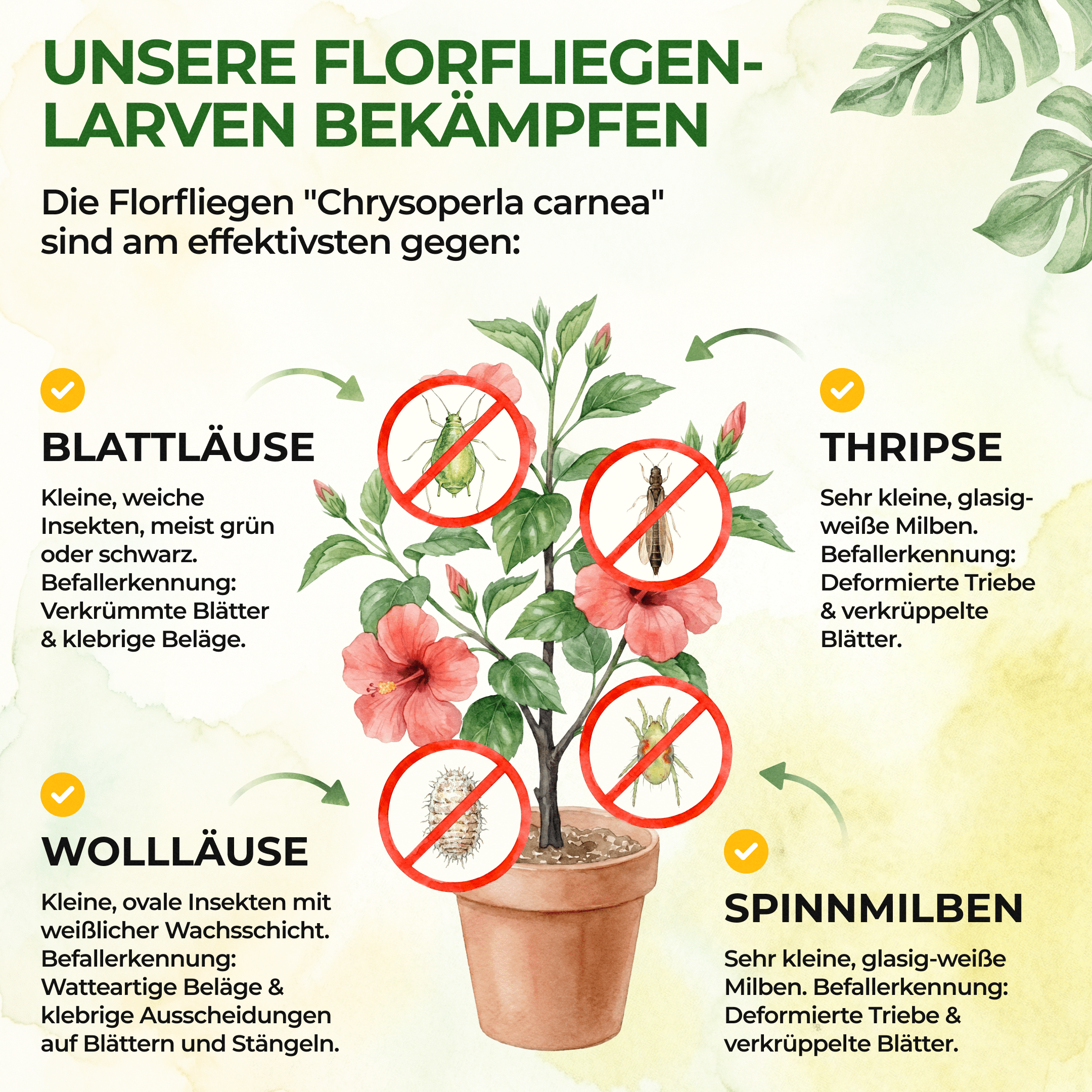 green-guardia-florfliegenlarven-eier-n-tzlinge-gegen-blattl-use-1-karte image 2