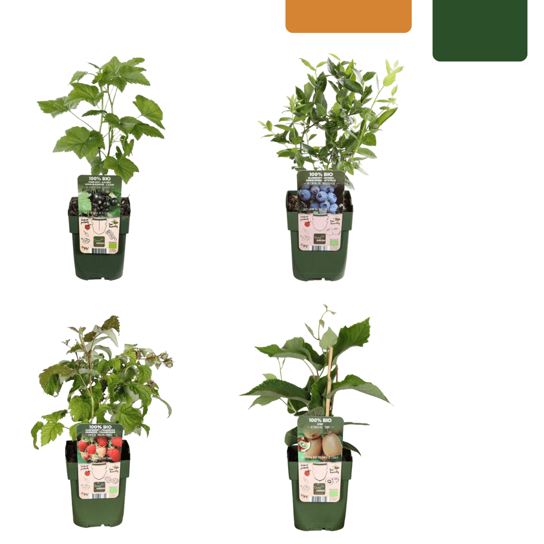 green-guardia-sommerfr-chte-obstpflanzen-mix-4-pflanzen-bio-selbstbest-ubend image 1