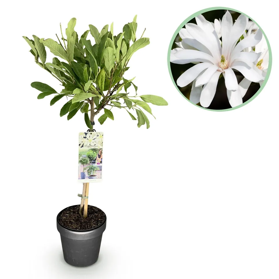 green-guardia-magnolia-stellata-sternmagnolie-19cm-topf-90cm image 1