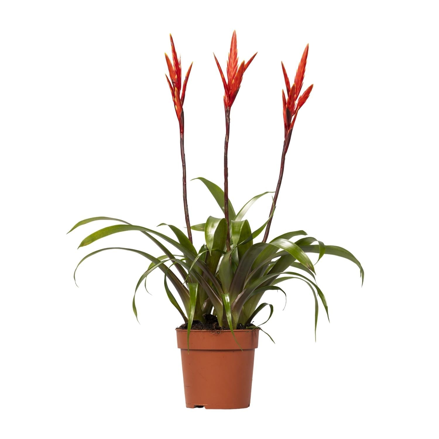 green-guardia-unsere-pflanzen-vriesea-elan-toef-12-cm-topf image 1