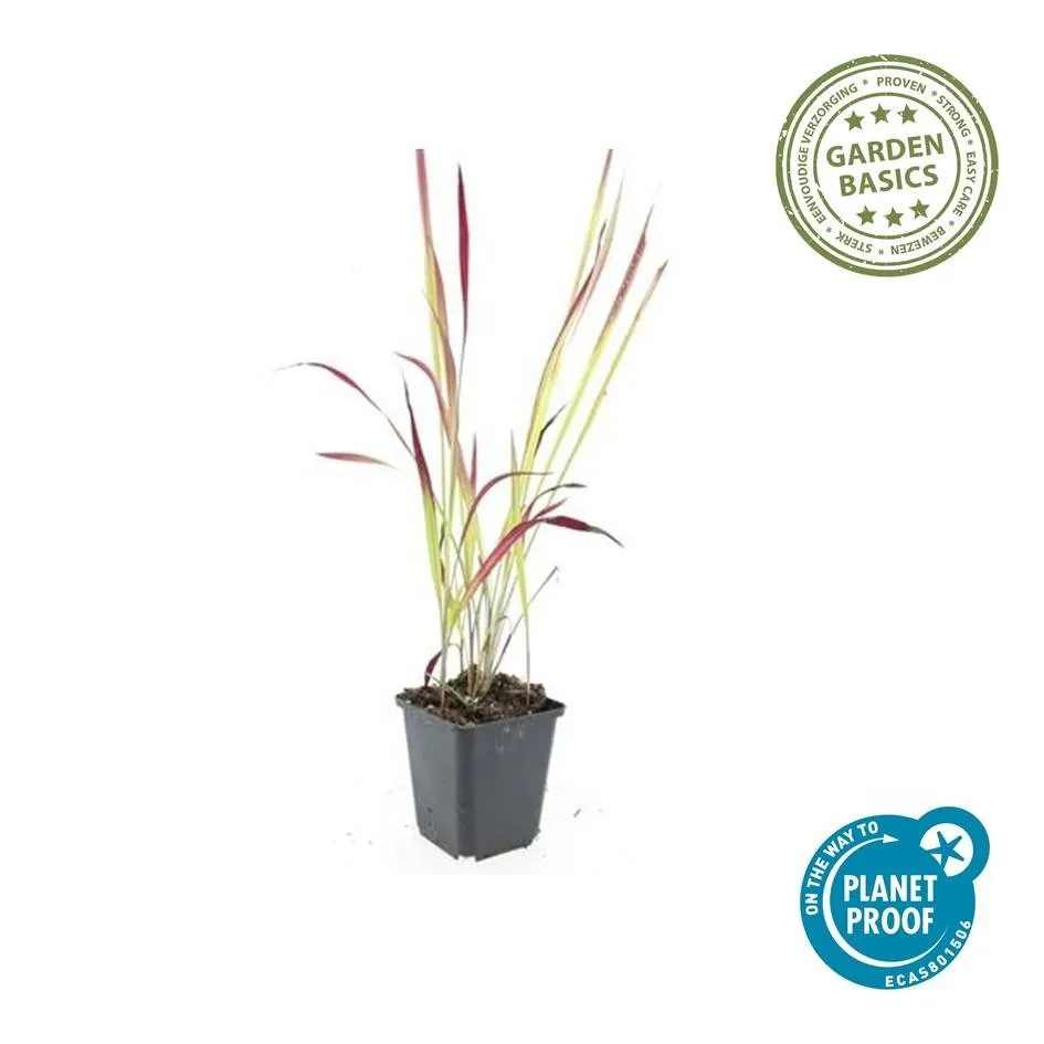 green-guardia-red-baron-blutgras-ziergras-9-cm-topf-rot image 1