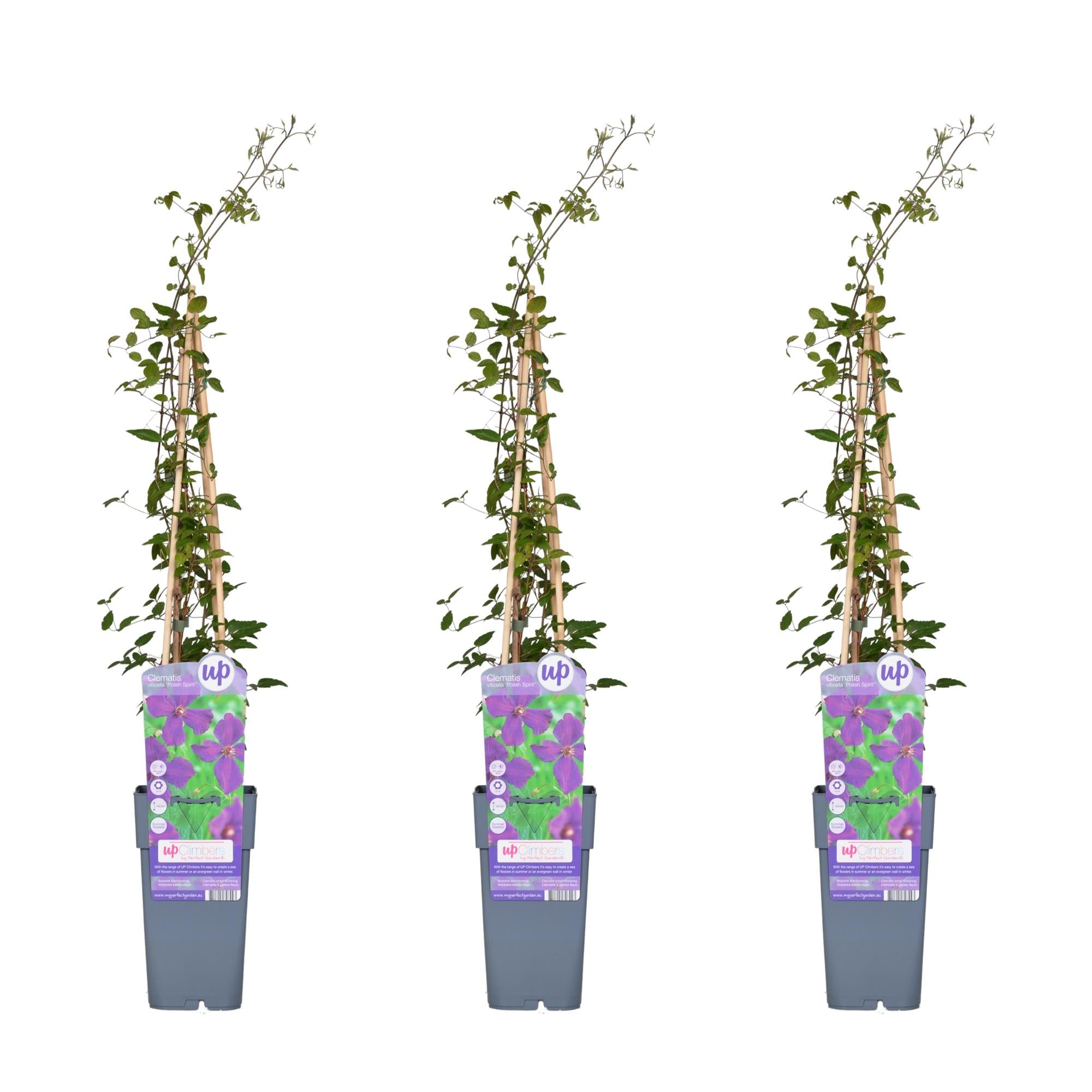 green-guardia-unsere-pflanzen-clematis-polish-spirit-kletterpflanze-violett-3x image 3