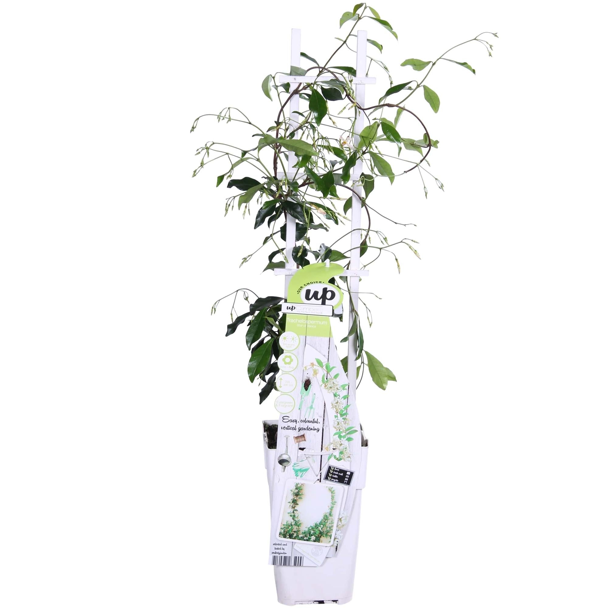 green-guardia-unsere-pflanzen-trachelospermum-star-of-venice-65-cm image 8