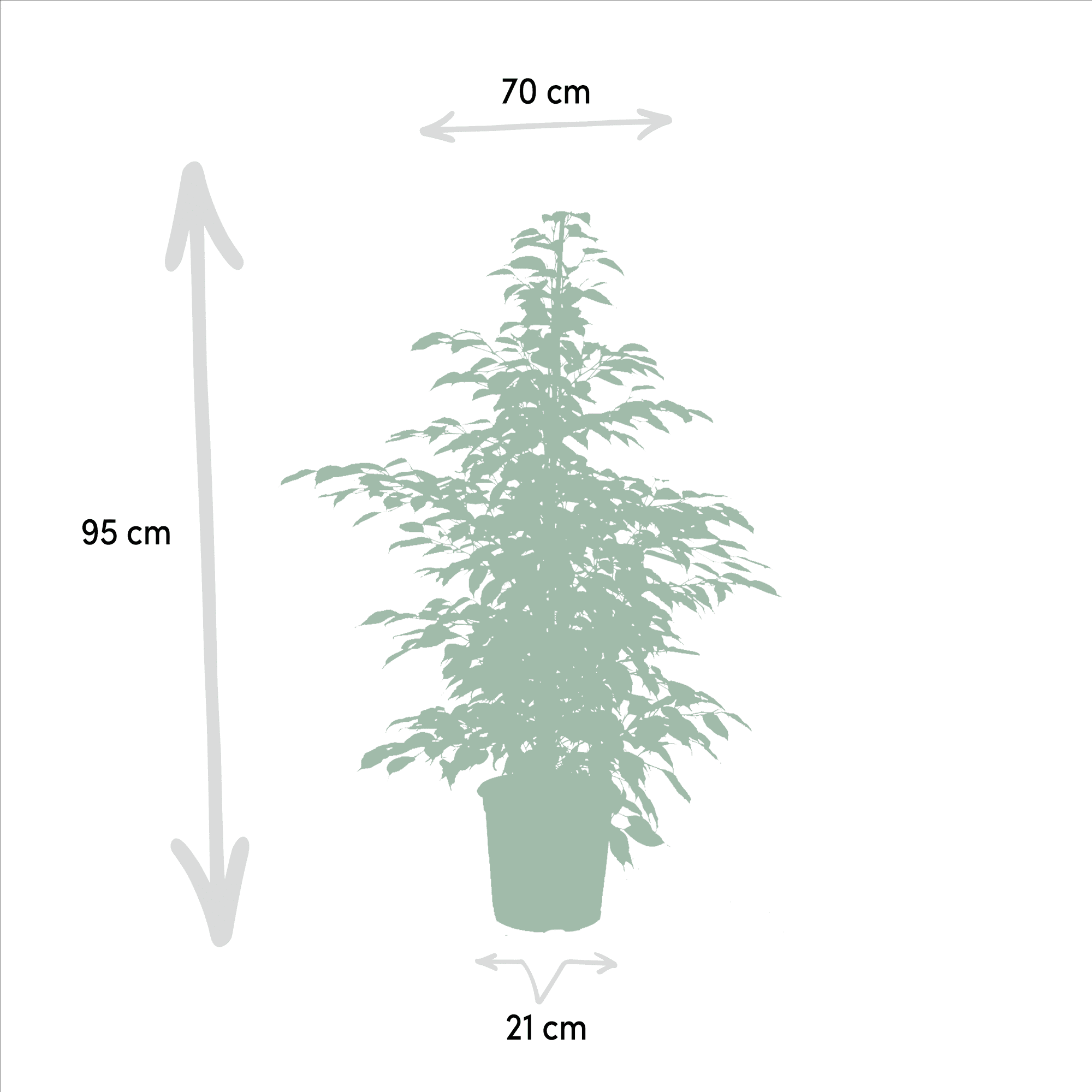 green-guardia-unsere-pflanzen-ficus-set-3-pflanzen-21cm-topf-95cm image 3