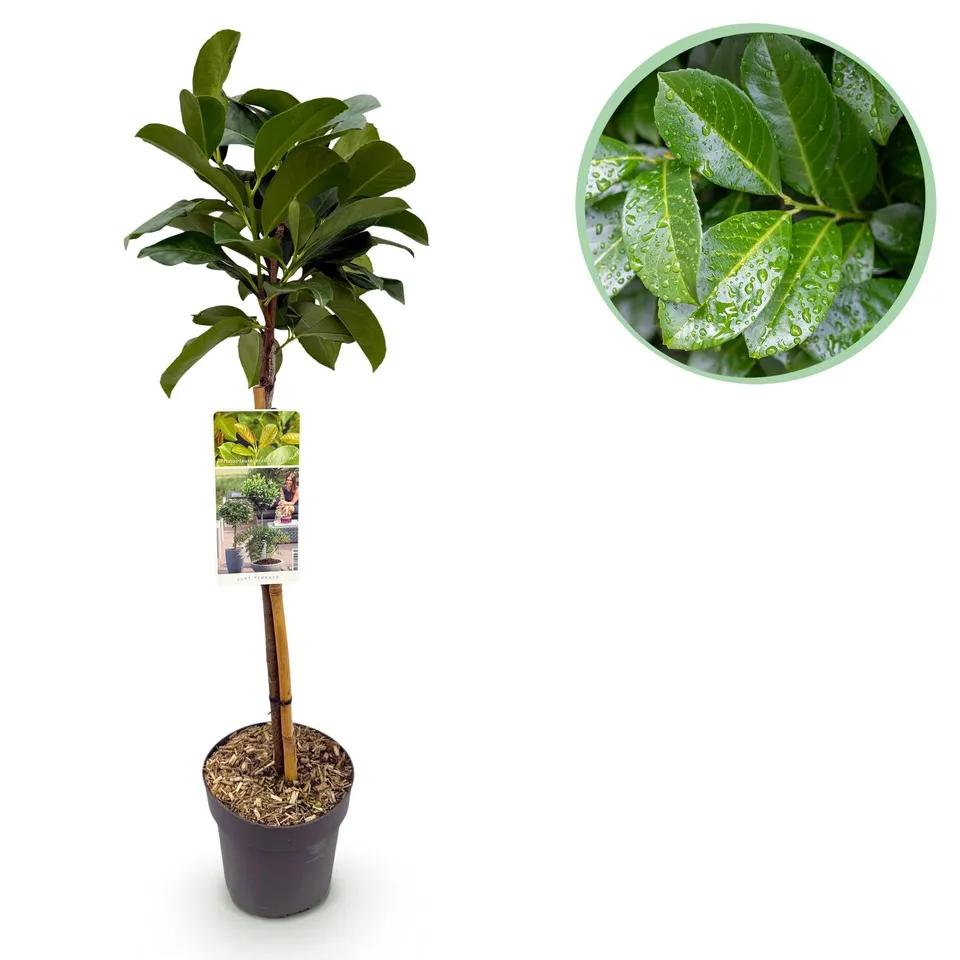 green-guardia-unsere-pflanzen-prunus-etna-kirschlorbeer-90-cm image 1